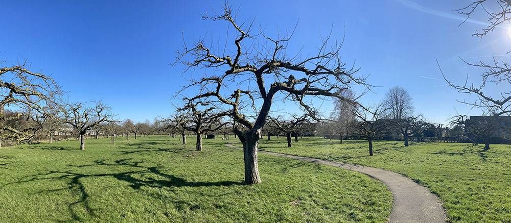 Boomgaard in Wijk bij Duurstede