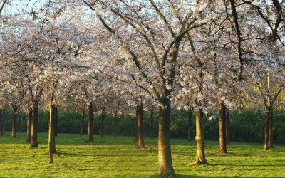 Het bloesempark in het Amsterdamse Bos staat in bloei
