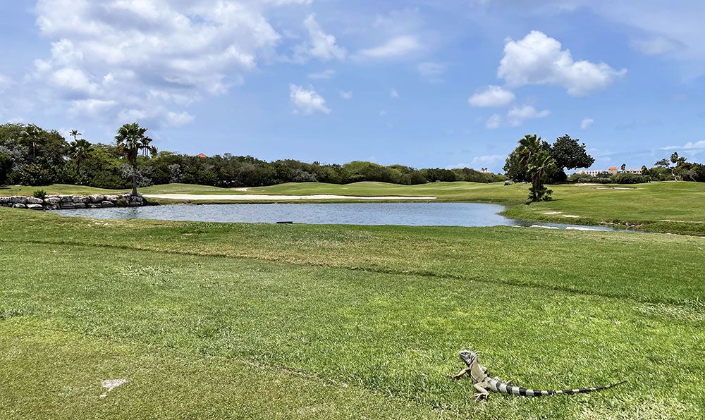 Leguaan bij Divi Aruba