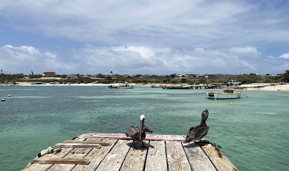 Pelikanen bij Baby Beach, San Nicolas