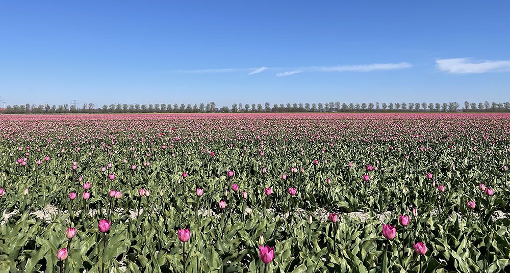 Roze tulpen