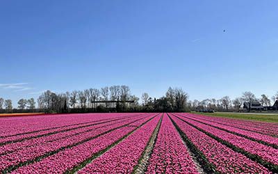 Fietstocht langs de tulpenvelden bij Swifterbant