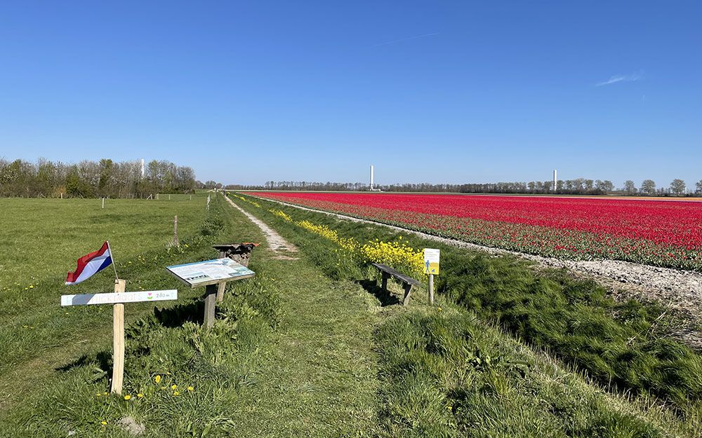 Wandelpad langs tulpenveld