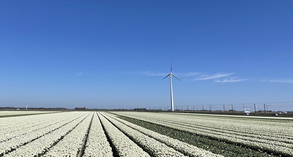 witte tulpen