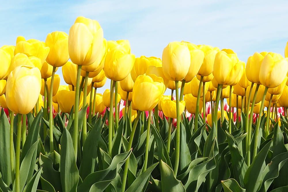 Gele tulpen