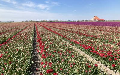 De Kop van Noord-Holland: volop bollenvelden en strand