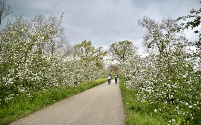 Bloesemwandeling bij landgoed Mariënwaerdt in de Betuwe