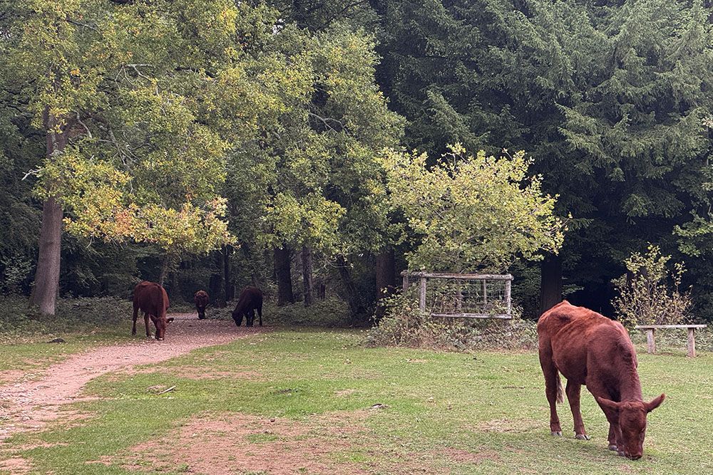Koeien in Leigh Woods