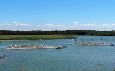 Parc du Marquenterre, hoogtepunt in de Baai van de Somme