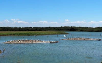 Parc du Marquenterre, hoogtepunt in de Baai van de Somme