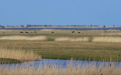 De Oostvaardersplassen, vogelparadijs en wandelwalhalla