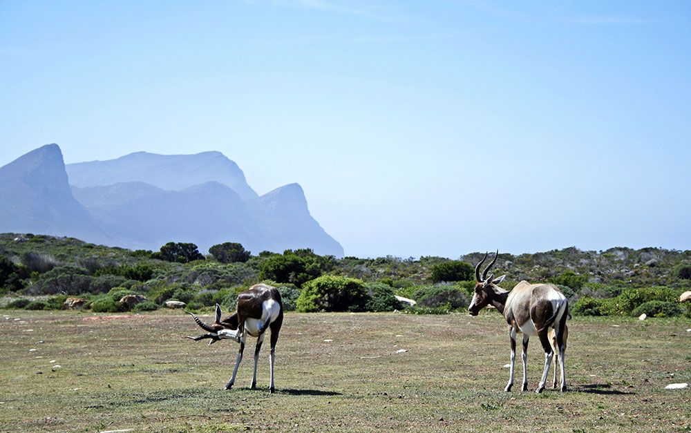 Bokken bij Cape Point