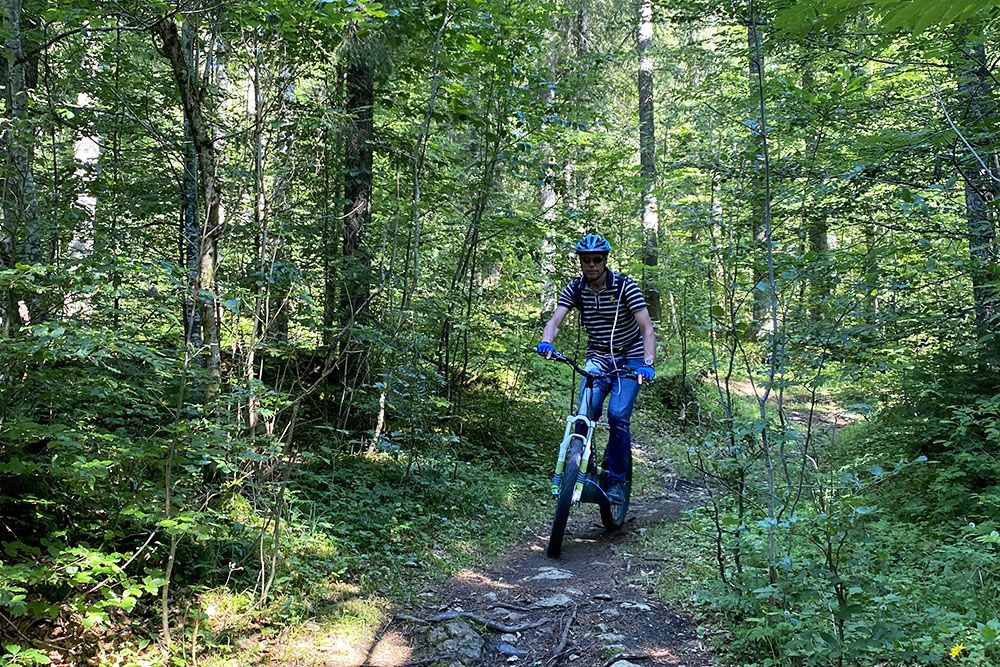 Steppen door het bos