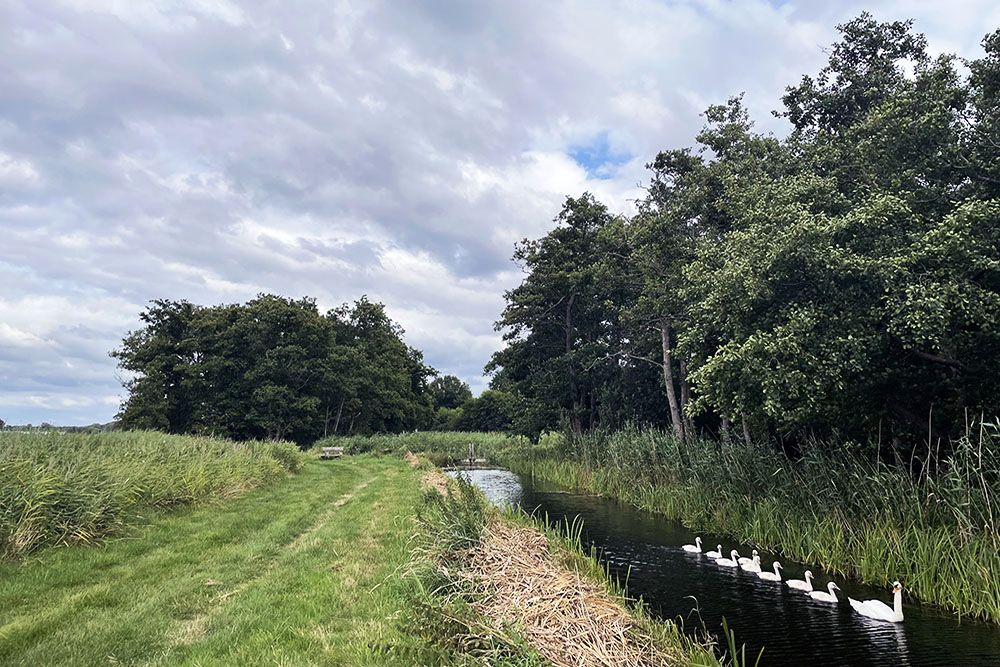 Zwanen bij 's-Graveland