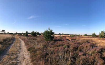 Heidewandeling bij Heeze over de Strabrechtse Heide