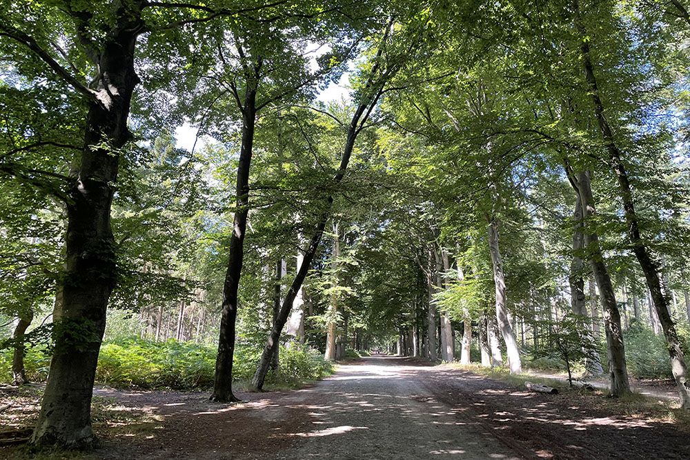 Beukenlaan bij Lage Vuursche