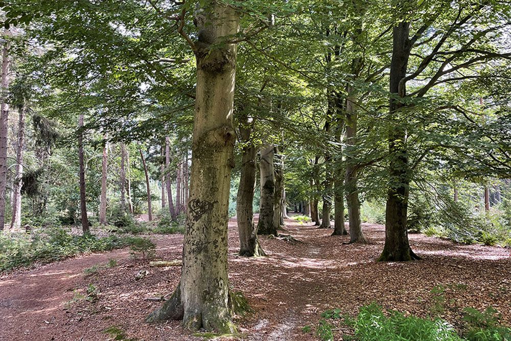 Bos aan begin van de wandeling