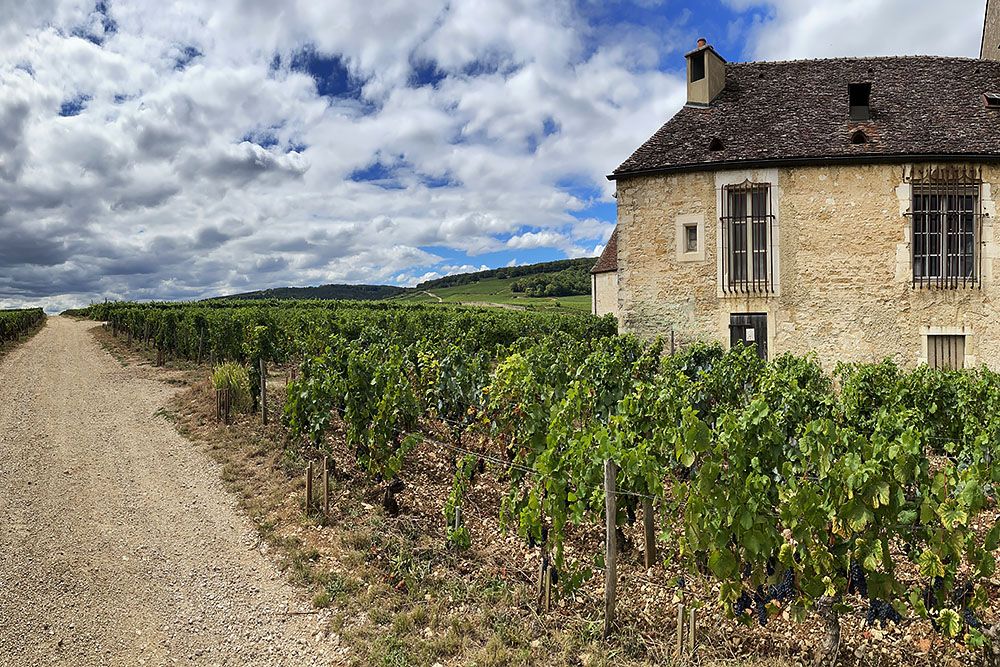 Wijngaard bij Clos-de-Vougeot