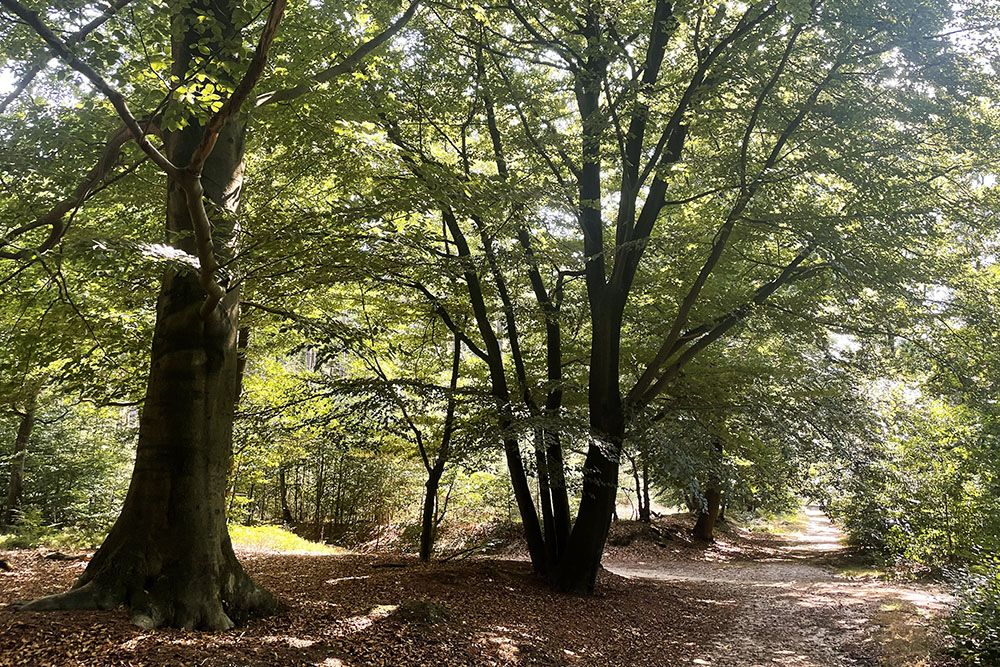 In de bossen bij Leersum