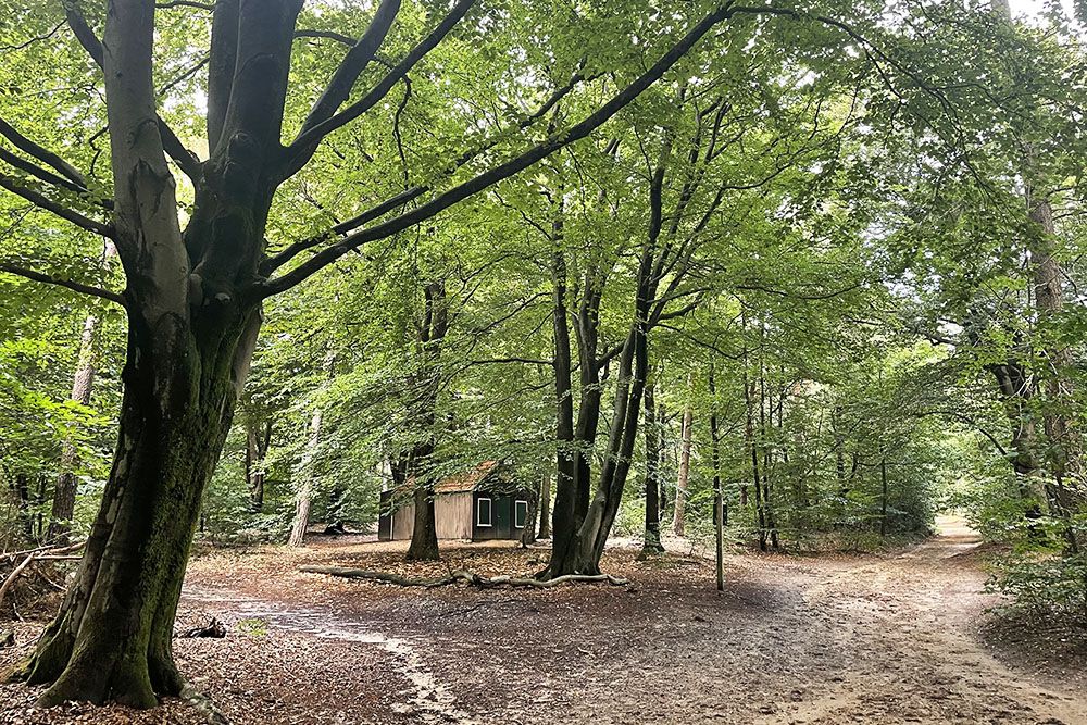 Hutje in het bos