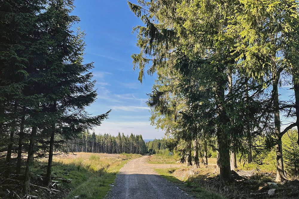 Eindeloze bossen met heide