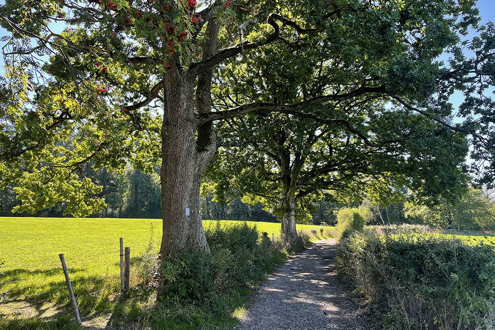 Wandelpad door het weiland