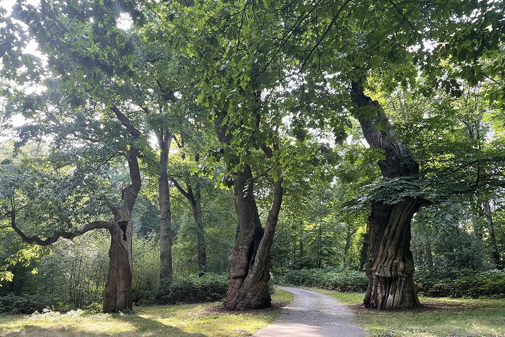 Bijzondere bomen