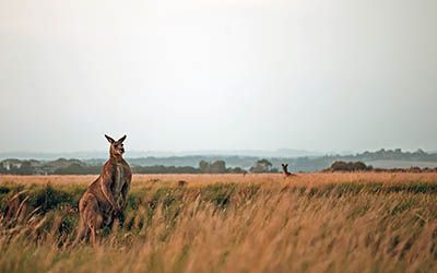 Australië