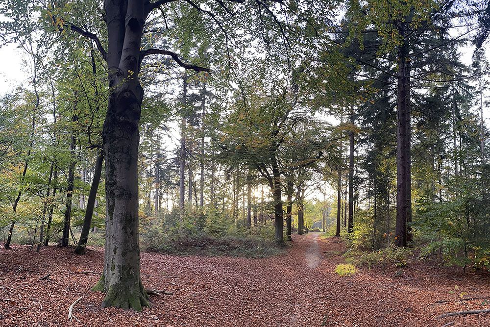 Groesbeekse Bos