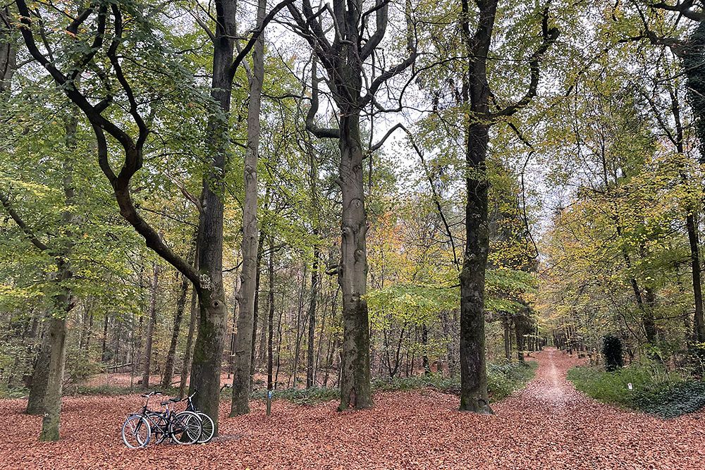 Fietsen in het Groesbeekse Bos