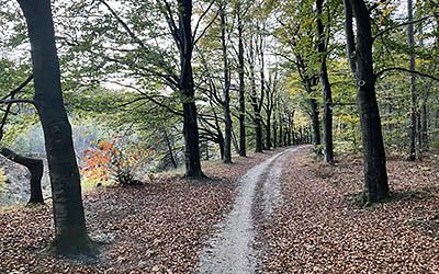 Leuke wandeling door landgoed Mookerheide