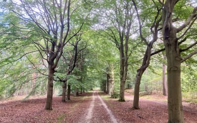 Wandeling rondom Bilthoven: een fraaie Groene Wissel