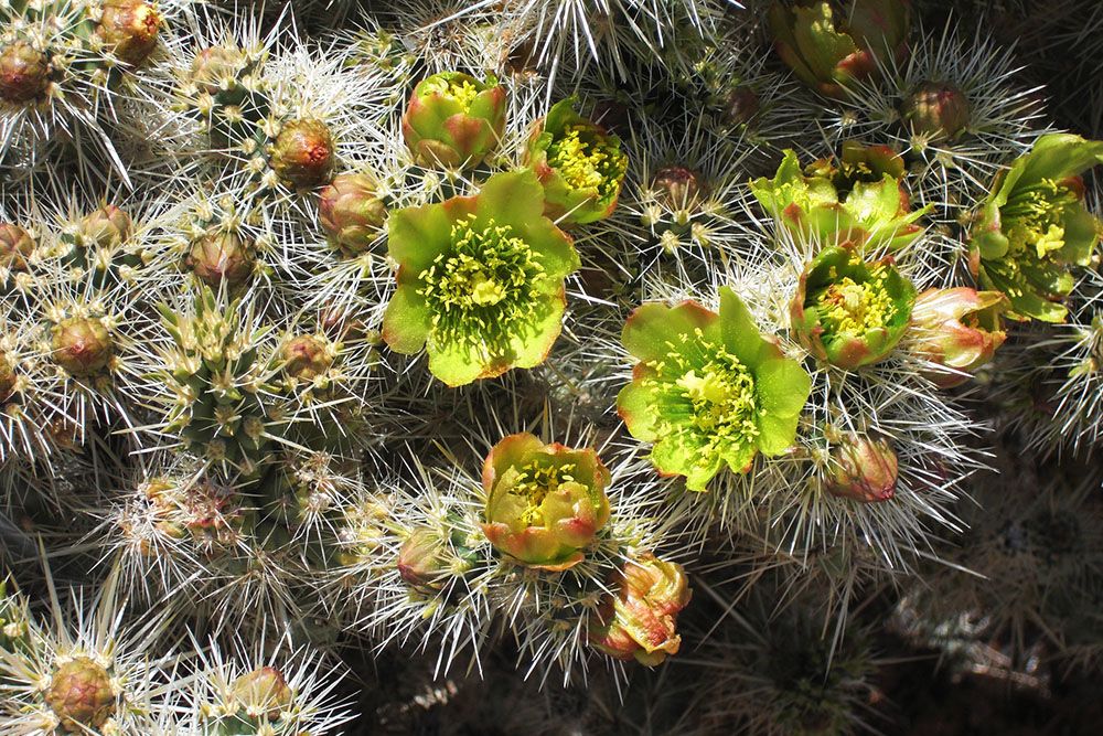 Bloeiende cactussen
