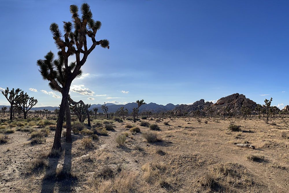 de Joshua Tree