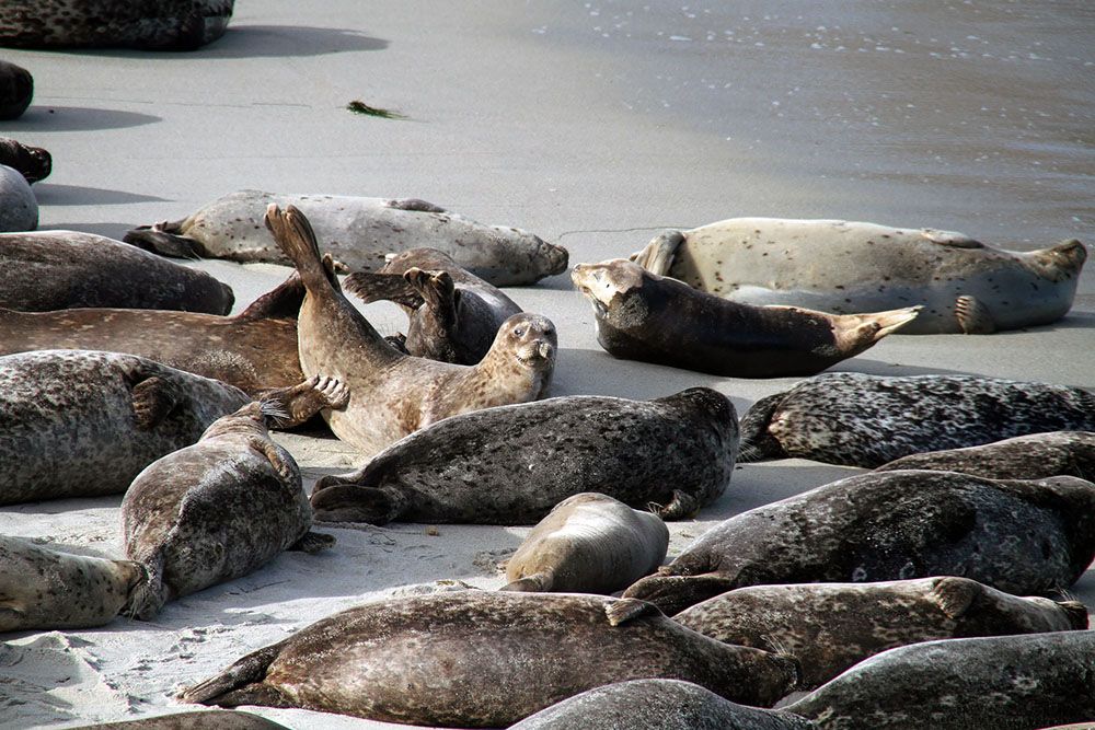 Zeeleeuwen bij La Jolla