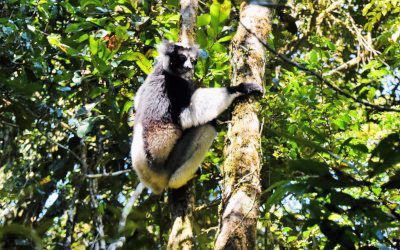 Andasibe National Park: op zoek naar de Indri’s