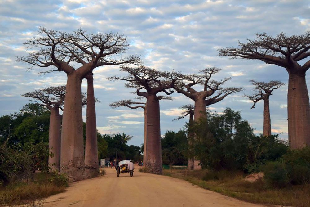 Zonsopgang in de Alléé des Baobabs