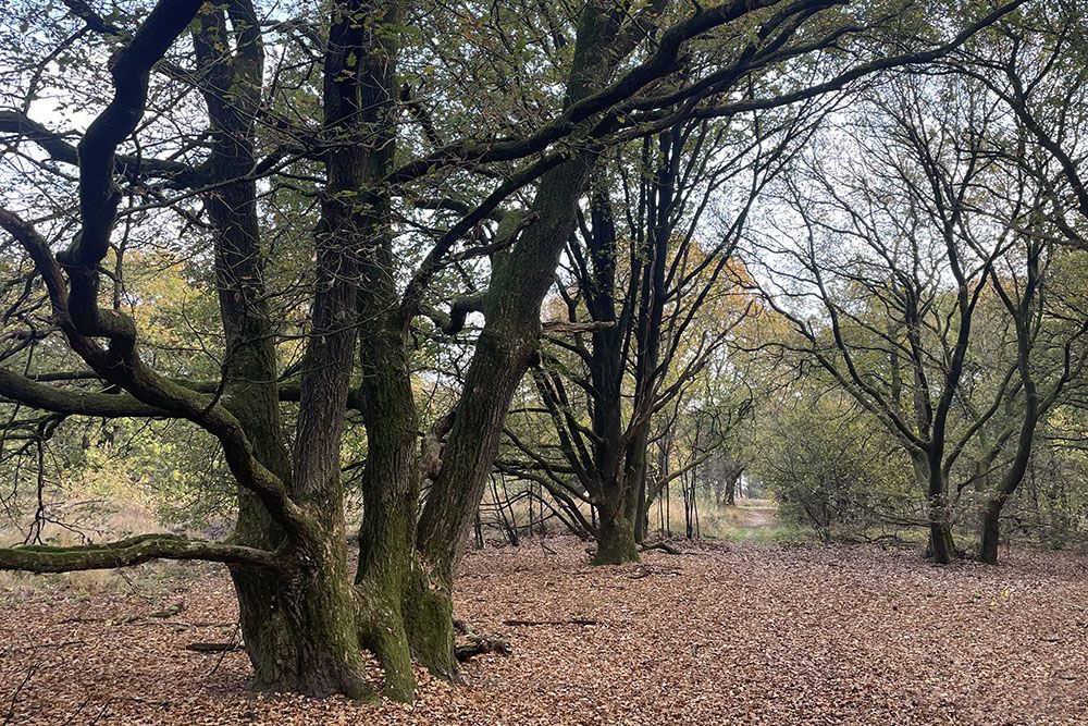 Eikenstrubben