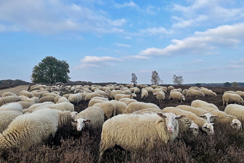 Schaapskudde op de Ermelosche Heide