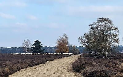 Trage Tocht over de Veluwe bij Ermelo