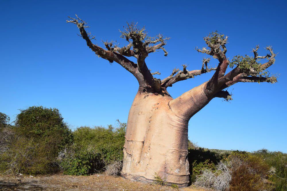Dikke baobab