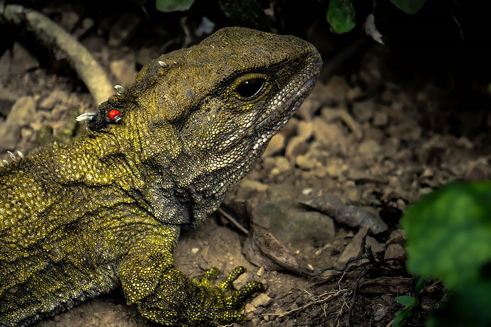 Zealandia