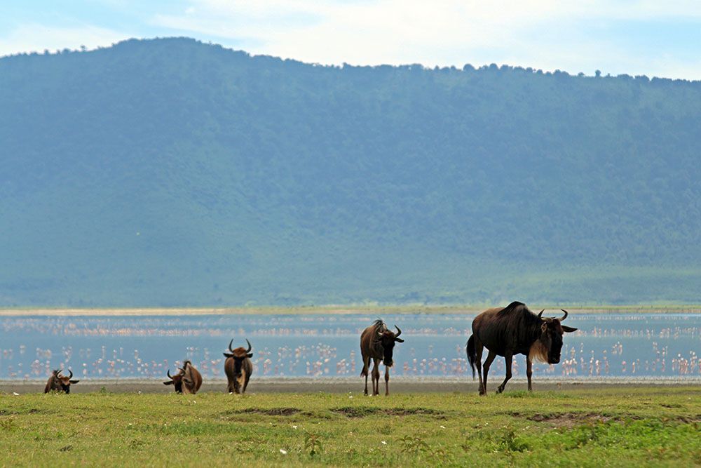 Kudde in Ngorongoro