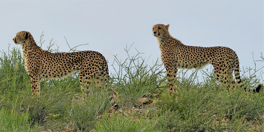 Cheetahs