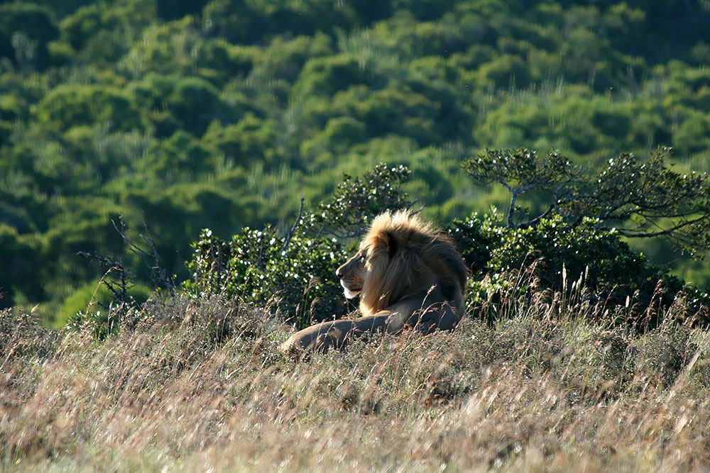 Leeuw in Addo Elephant NP