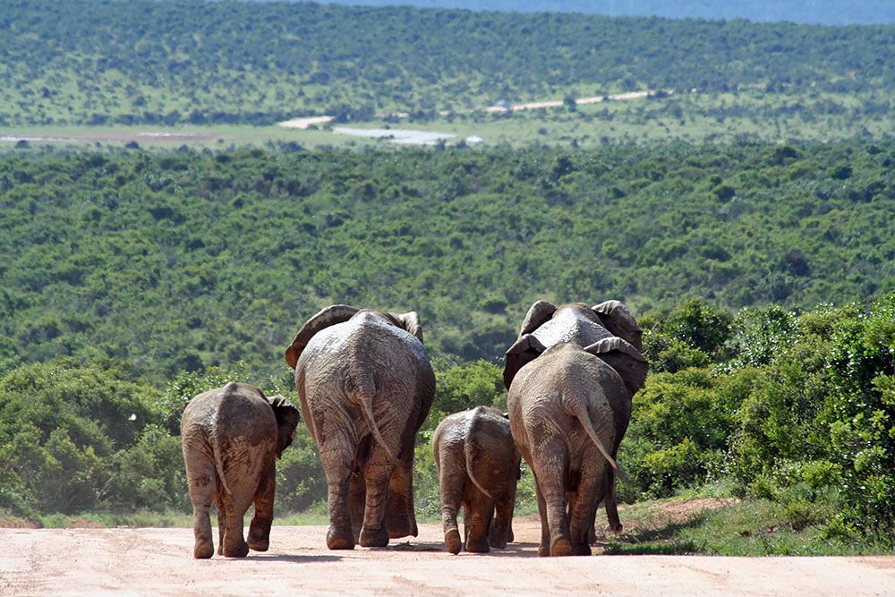 Olifanten in Addo Elephant National Park