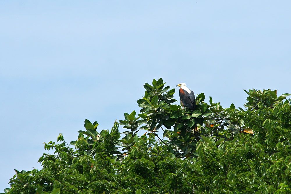 Roofvogel