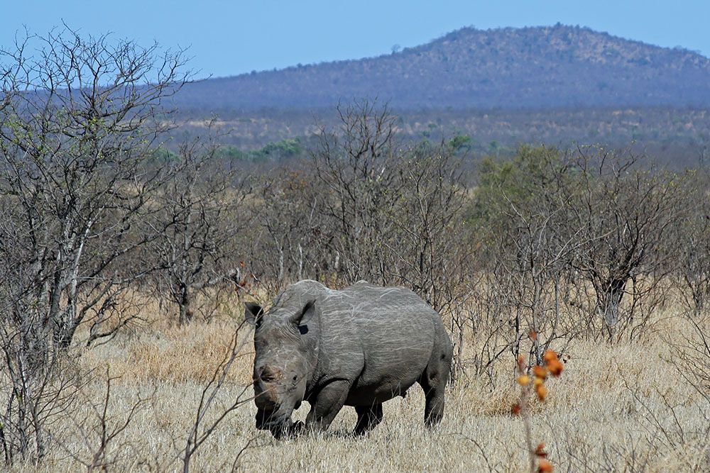 Neushoorn