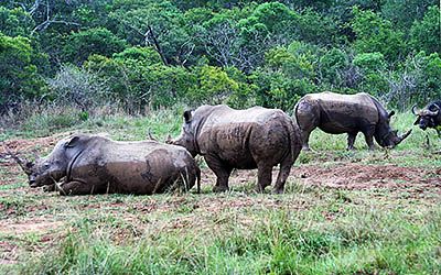 De mooiste parken voor een safari in Zuid-Afrika