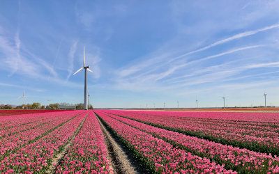 Fietsroute in Flevoland: tulpenvelden en Oostvaardersplassen